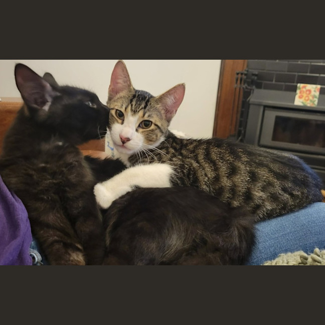 Photo of Mambo & Bolero   In Foster Care In Coburg