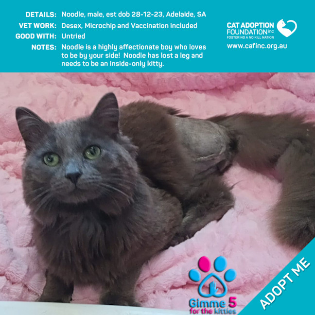 Photo of Noodle Just $50 Limited Time!