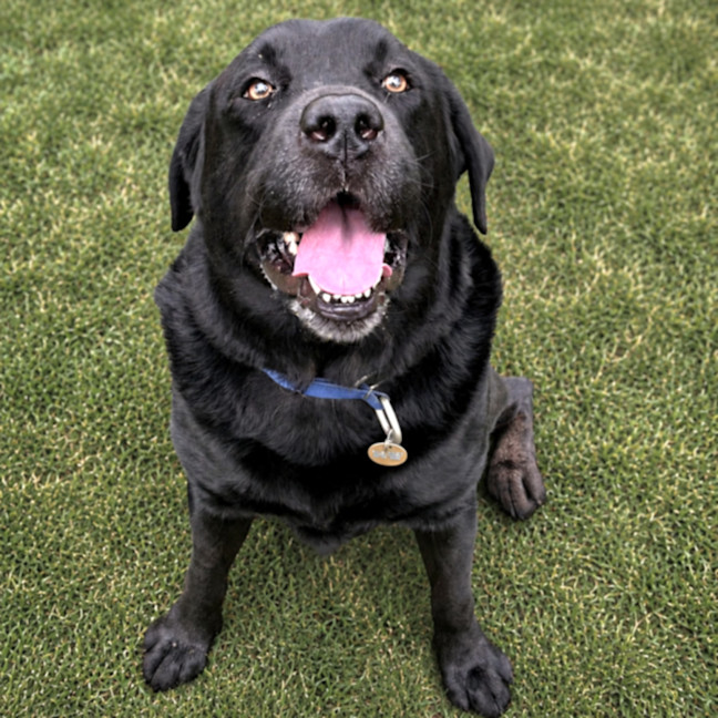 Photo of Scooby