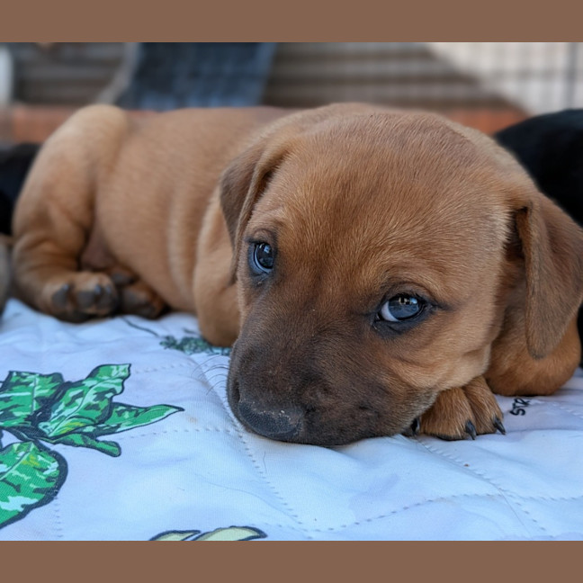 Photo of Bindi