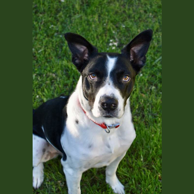 Photo of Dozer