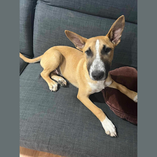 Photo of Peanut