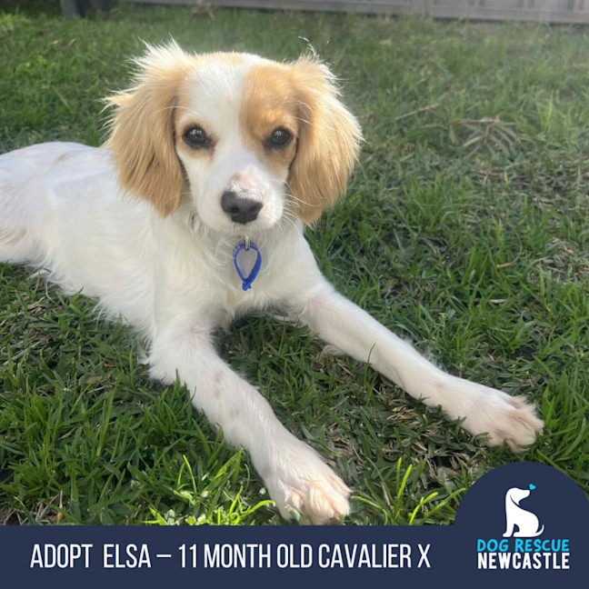 Photo of Elsa   11 Month Old Cavalier X