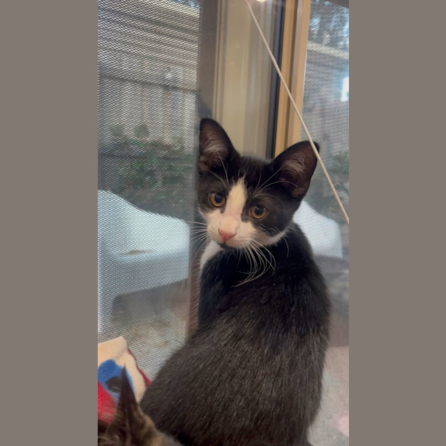 Photo of Alfred 