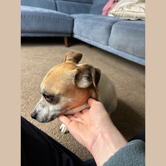 Photo of Shadow Quinell