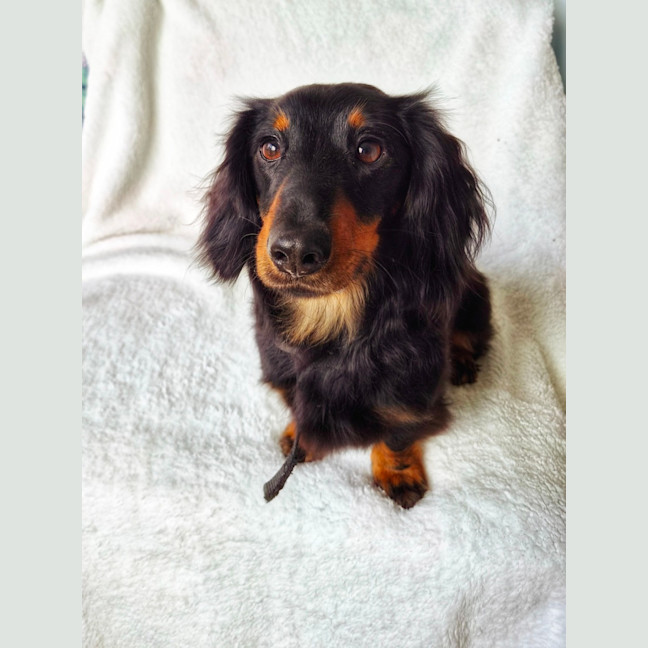 Photo of Winston 