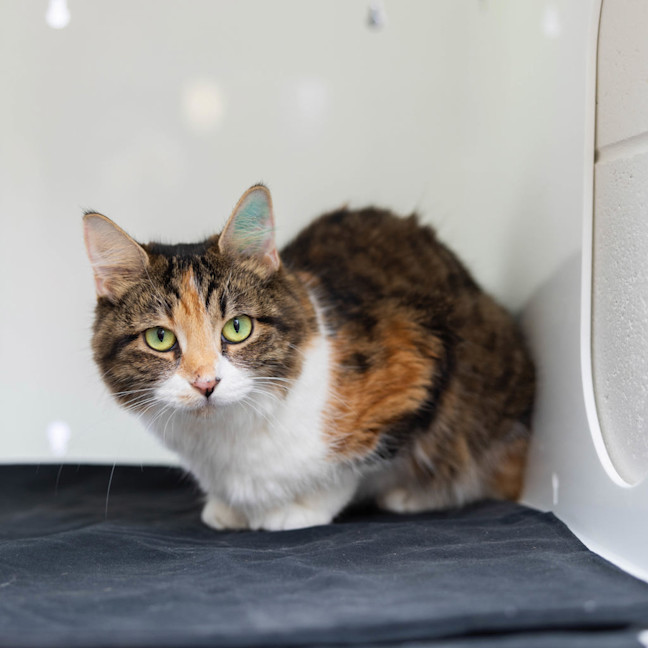 Photo of Miss Muffin (Missy)