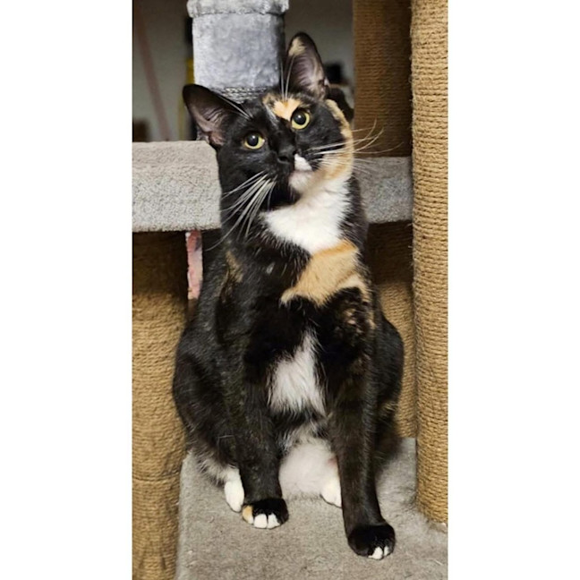 Photo of 12138   Black Mask