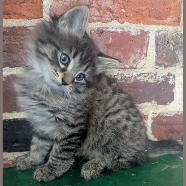 Photo of Jet