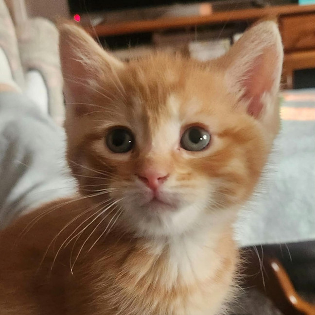 Photo of Arlo