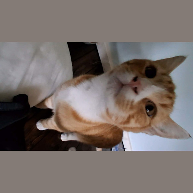 Photo of Boots (Socks) 