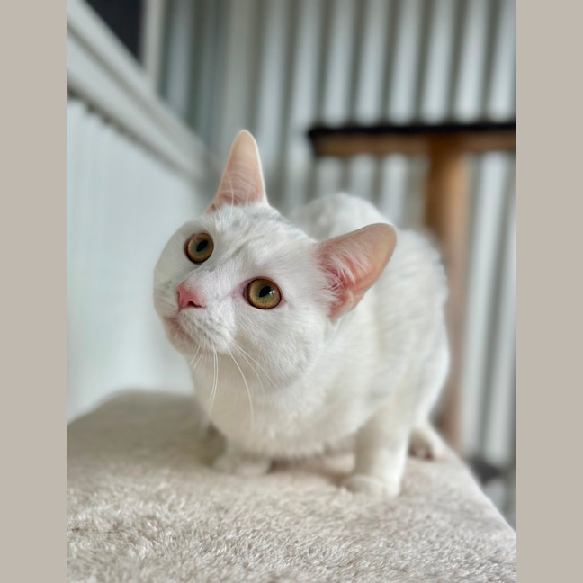 Photo of Ally Cat 