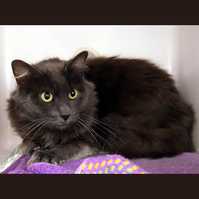 Photo of Smokey Sta013393