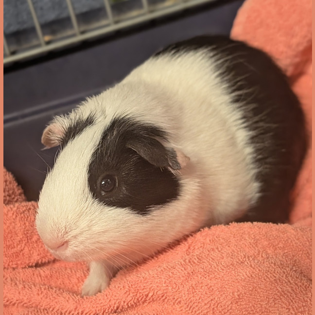 Photo of Lupin