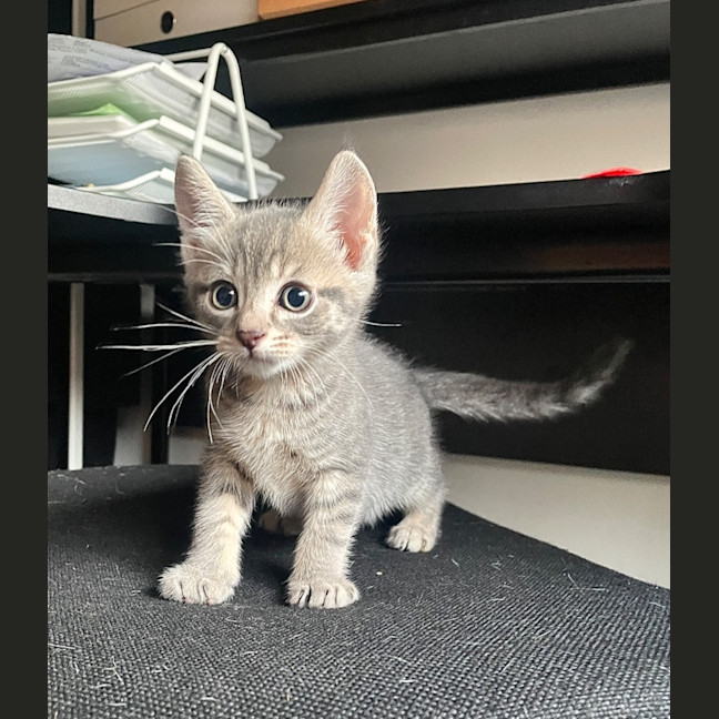 Photo of Oatmeal And Jaffle