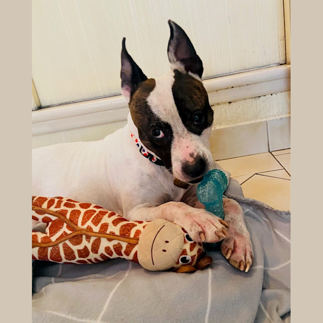 Photo of Pookie Imp 199