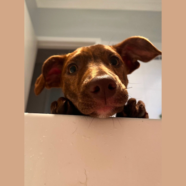 Photo of Rosie   4 Month Old Kelpie X Staffy (Trial 5/10)