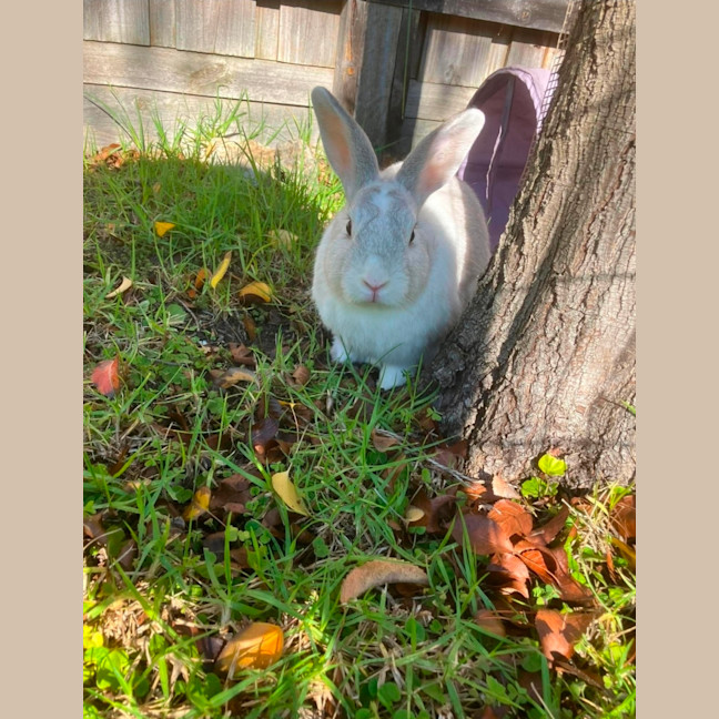 Photo of Juno