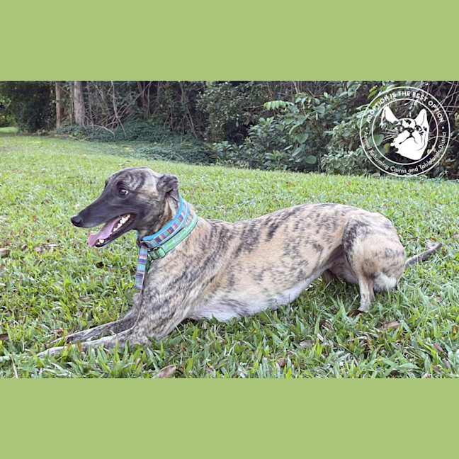 Photo of Meg (Little Meg)