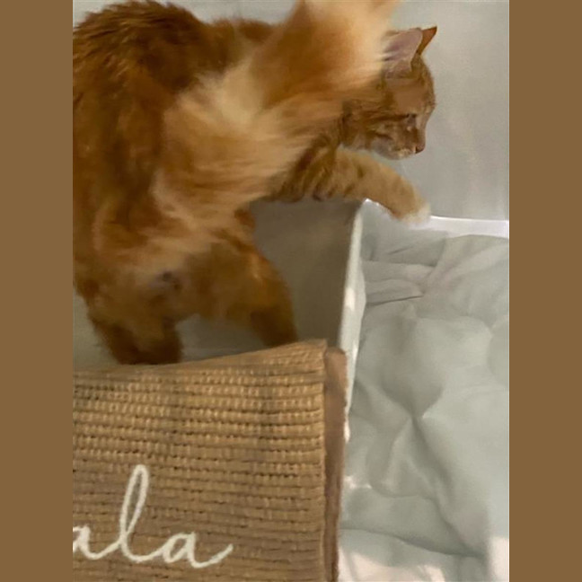 Photo of Biscoff