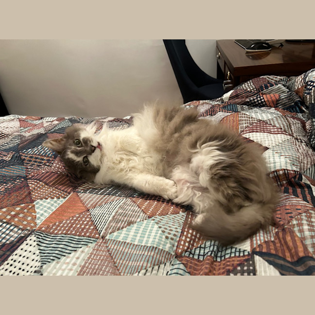 Photo of Bobo