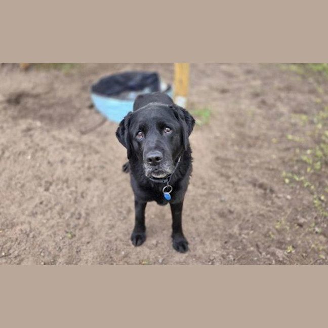 Photo of Wilbur