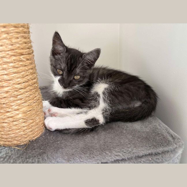 Photo of Tarzan