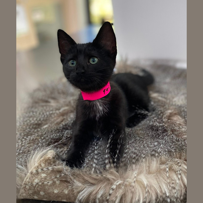 Photo of Einstein (9991)