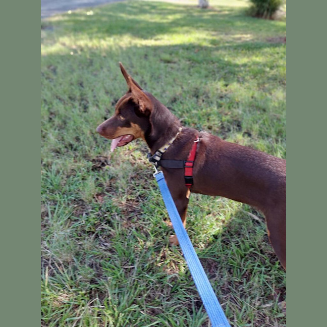 Photo of Daisy