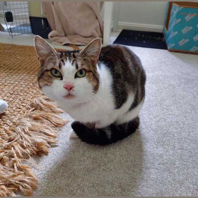 Photo of Bub