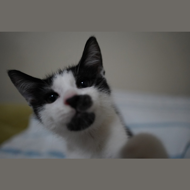 Photo of Pedro