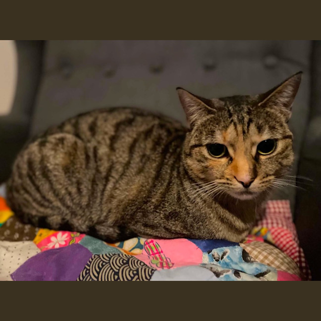 Photo of Shortcake  In Foster Care In Healesville
