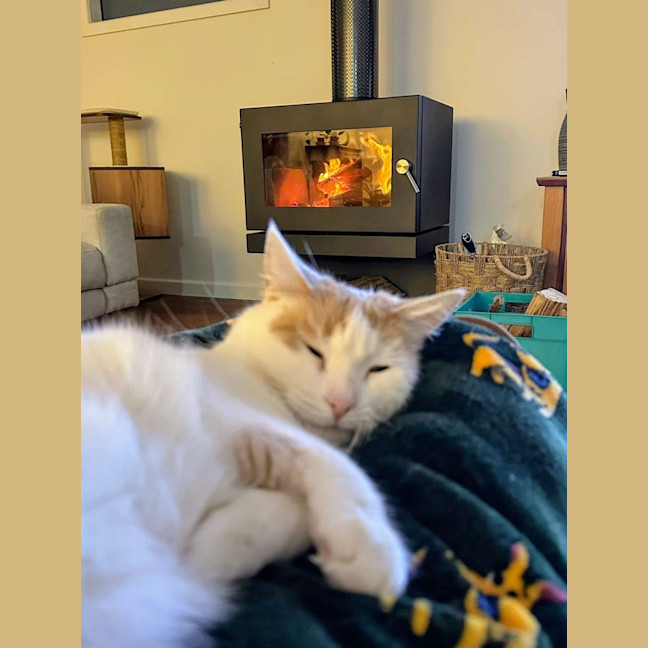 Photo of Whisper (Assisted Rehoming)