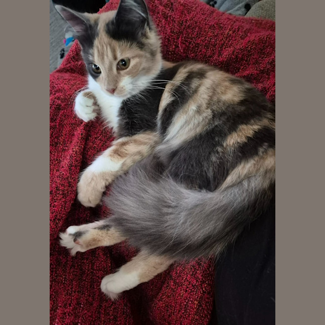 Photo of Scarlet