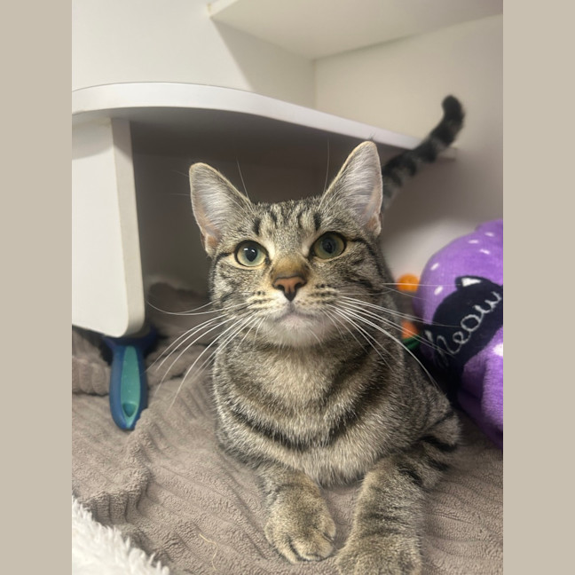 Photo of Olive