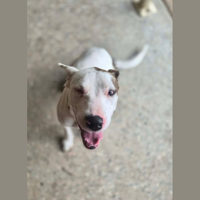 Photo of Cleo *Pet Of The Week*