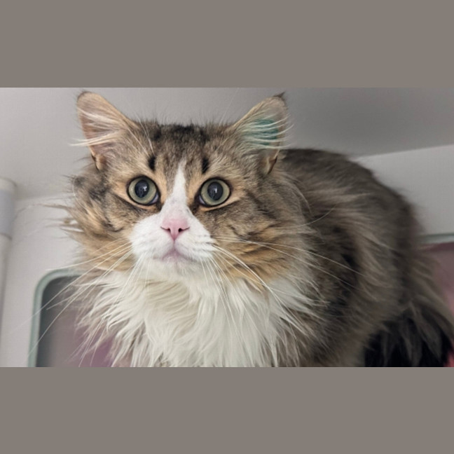 Photo of Hommus