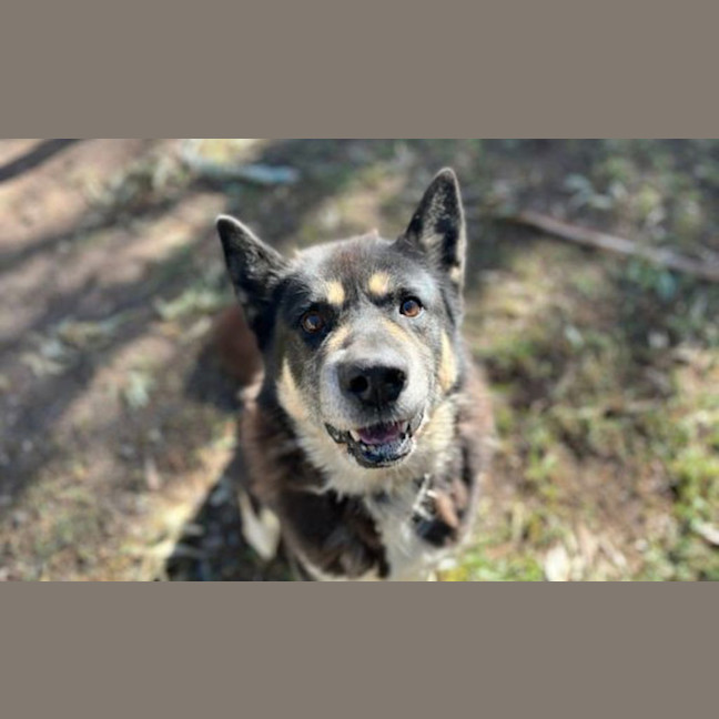 Photo of Maximus