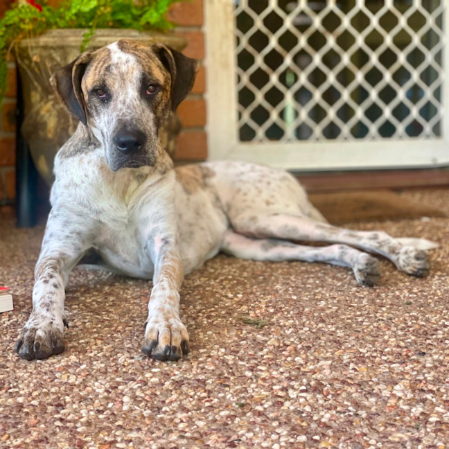 Photo of Turbo