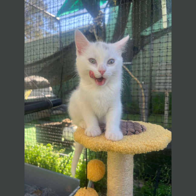 Photo of Lamington