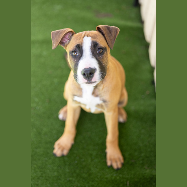 Photo of Comet