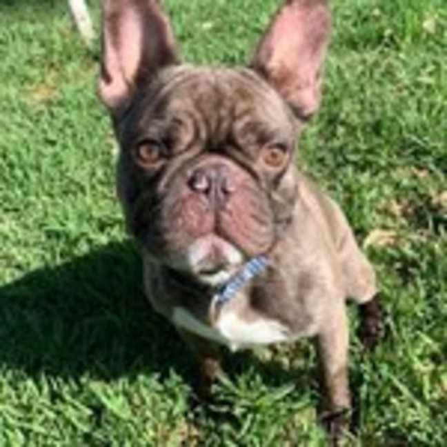 Photo of Elmer