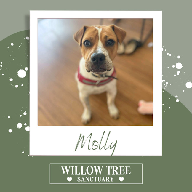 Photo of Molly