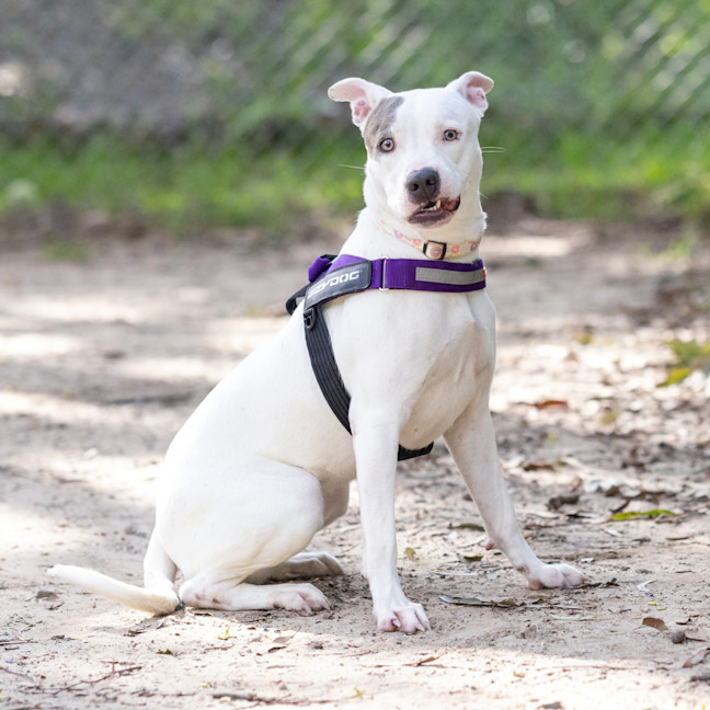 Photo of Luna