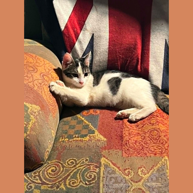 Photo of Pixie