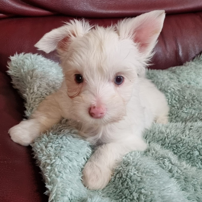 Photo of Dougal