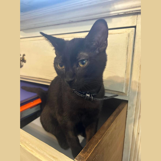 Photo of Java   Located In Surrey Hills