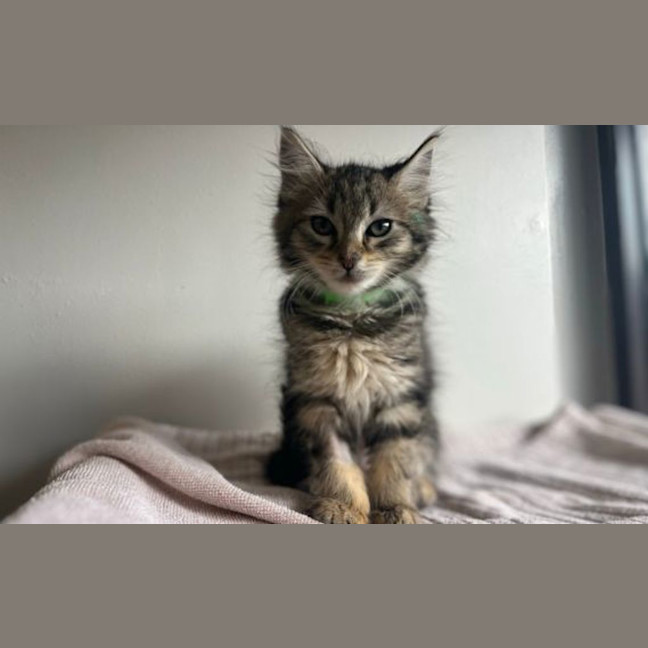 Photo of Paisley