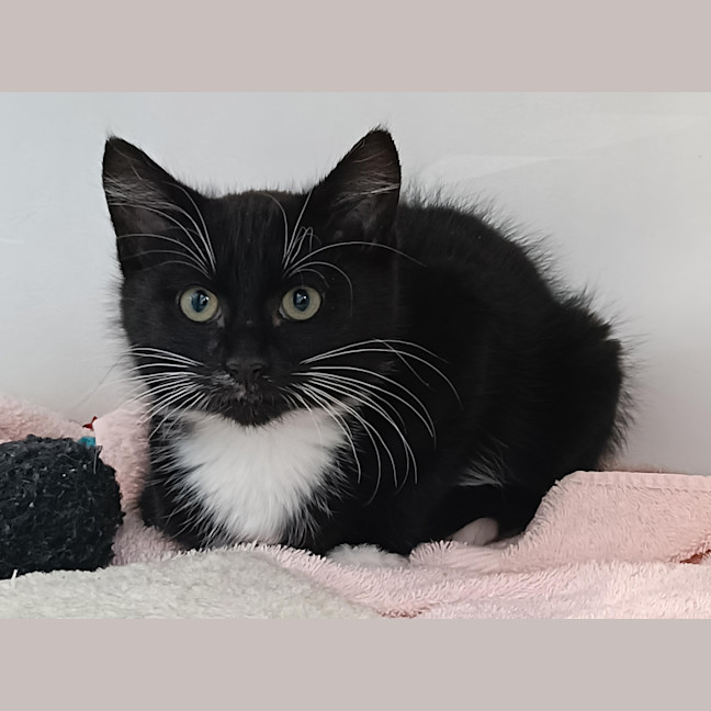 Photo of Binky