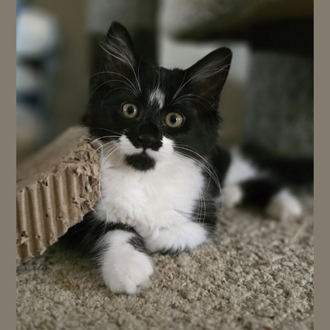 Photo of Arwen
